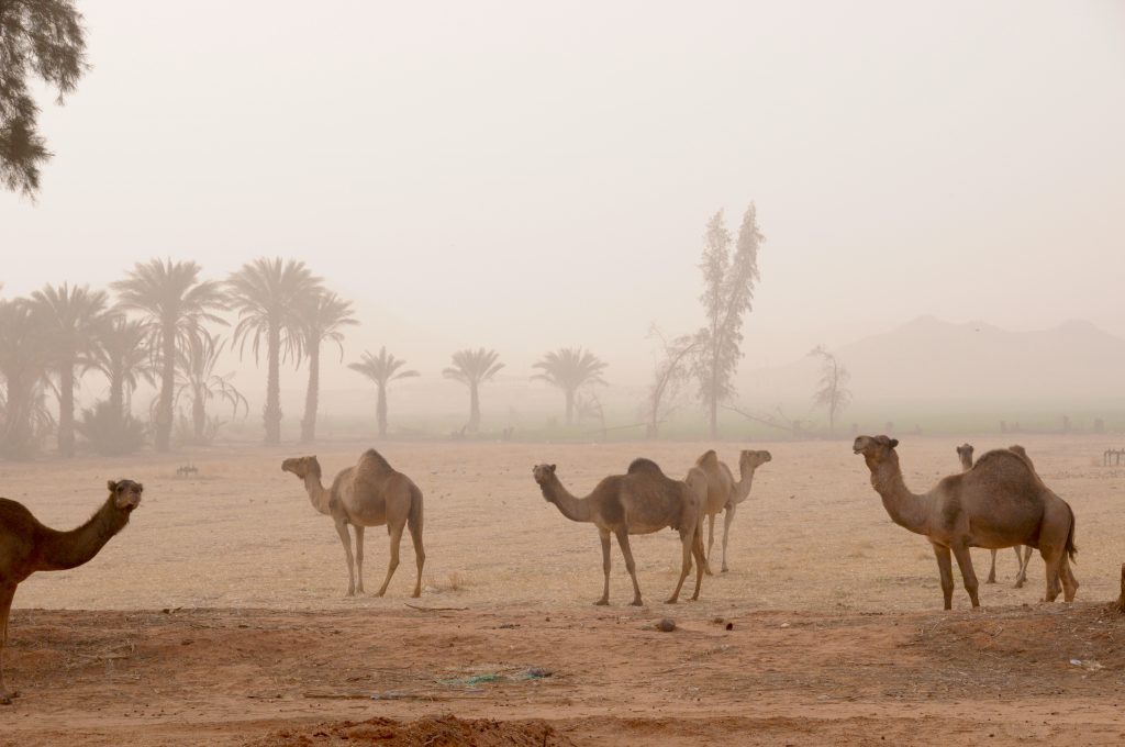 Libyen 2011 (10)