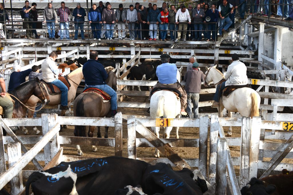 Argentinien 2015 Buenos Aires und Mendoza (3)