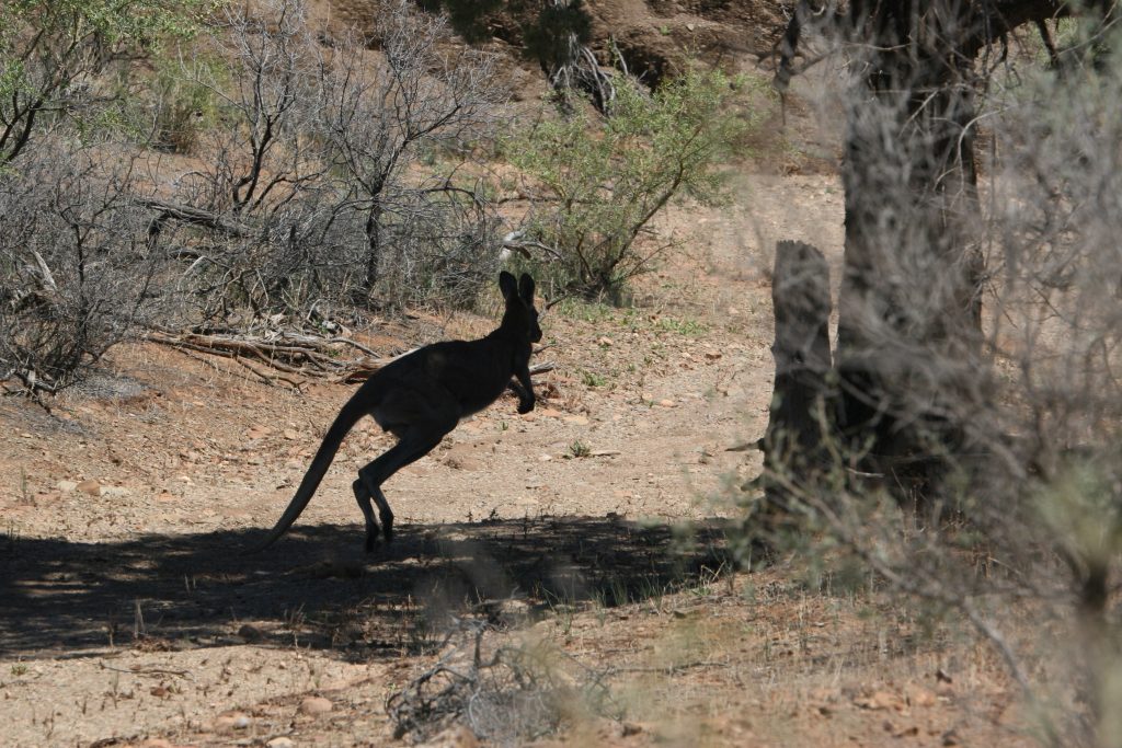 Australien 2008 - 2009 (11)