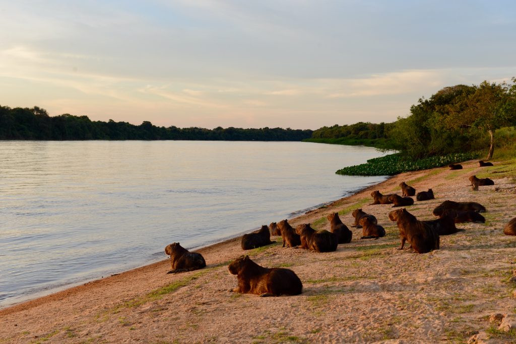 Brasilien 2013 Pantanal (2)