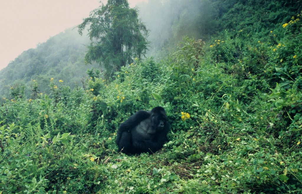 Epic Journeys 2005 Auf dem Landweg von Kigali nach Kapstadt – Version 2