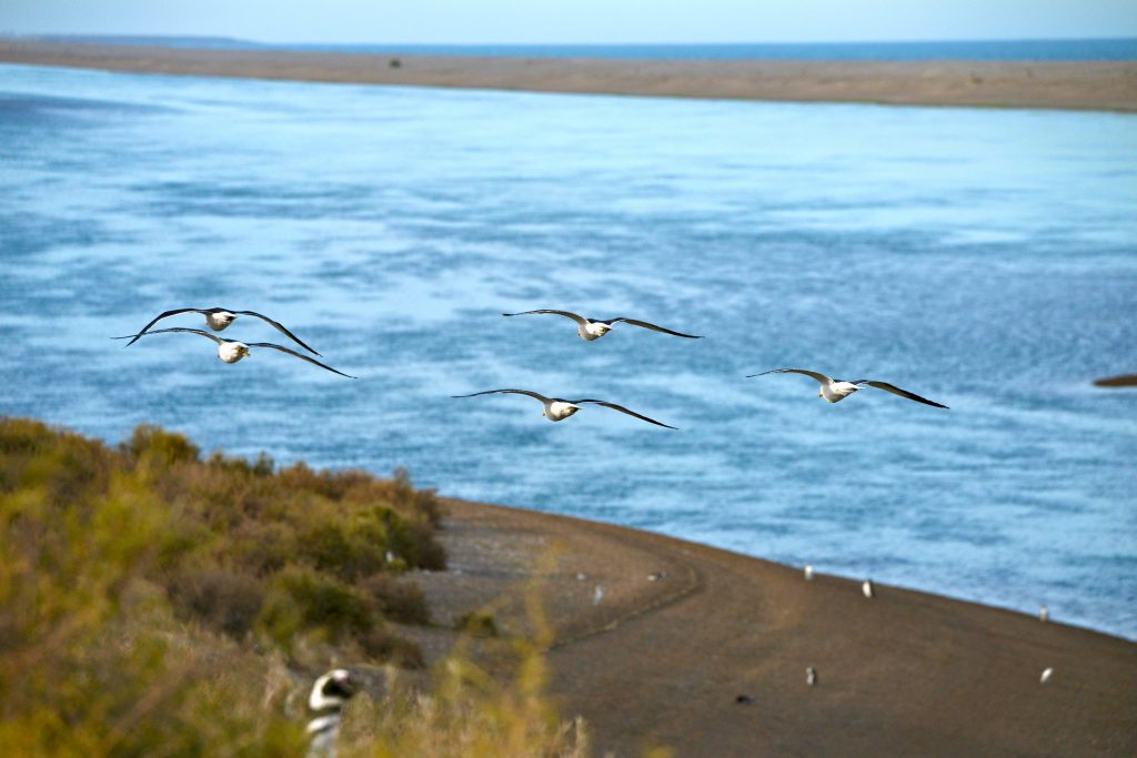 Epic Journeys 201415 von Rio nach Patagonien (51)