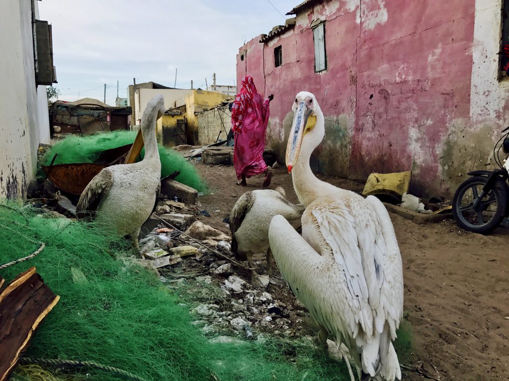 Epic Journeys 2017 - von Dakar über Gambia, die Casamance nach Guinea-Bissau (3)