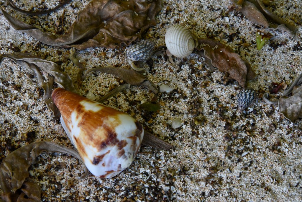 Epic Journeys 2019- from Dumpling to Dumpling- Hongkong Mikronesien Marschallinseln Nauru Kiribati Hawaii CAN Rocjies Vancouver (55)