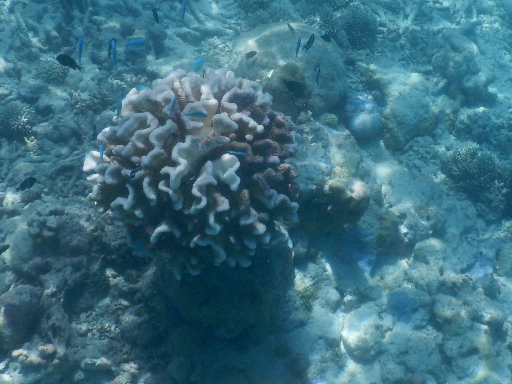 Epic Journeys 2019- from Dumpling to Dumpling- Hongkong Mikronesien Marschallinseln Nauru Kiribati Hawaii CAN Rocjies Vancouver (58)