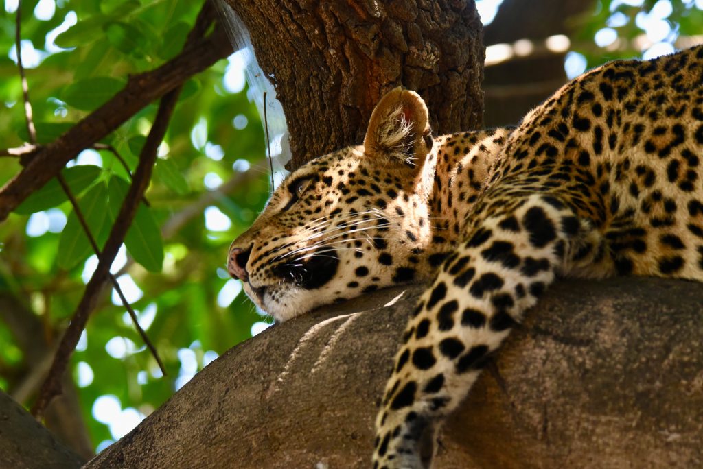 Epic Journeys 2020 - Tansania Sambia Malawi Kenia (15)
