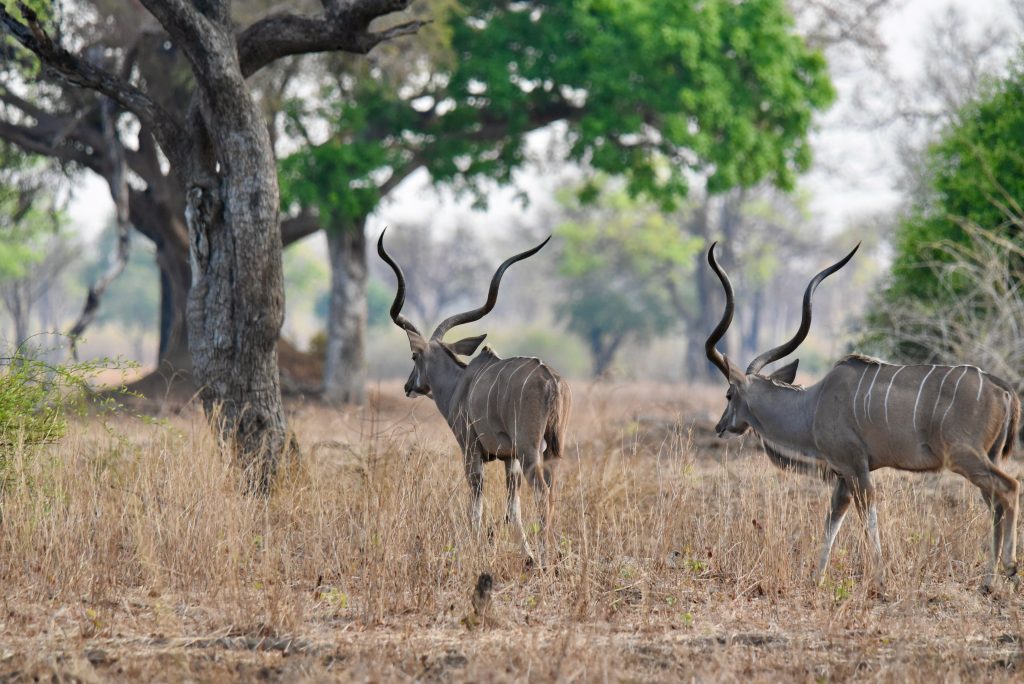 Epic Journeys 2020 - Tansania Sambia Malawi Kenia (17)