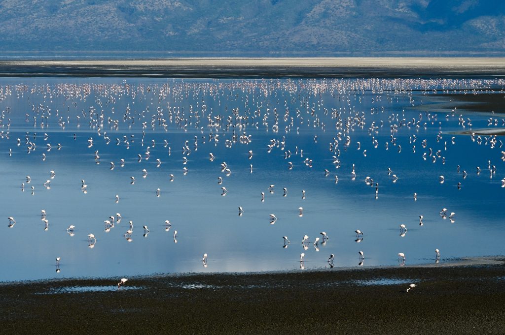 Epic Journeys 2021 Dachzelttour Lake Natron - Serengeti - Namiri Plains - Musoma, Lake Victoria - Dirisha Camp Maasai Mara