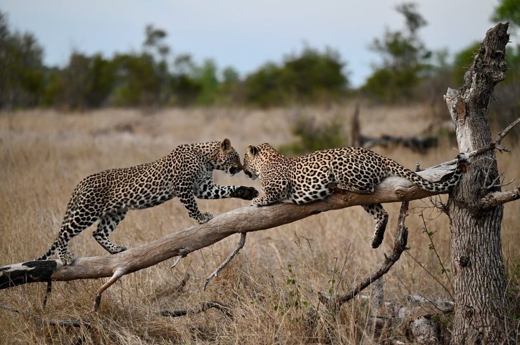 Epic Journeys 2021 Maputo Machangulos Beach Lodge Eswatini von Osten nach Nordwestten Kruger Singita Lebombo Johannesburg Maboneng (1)