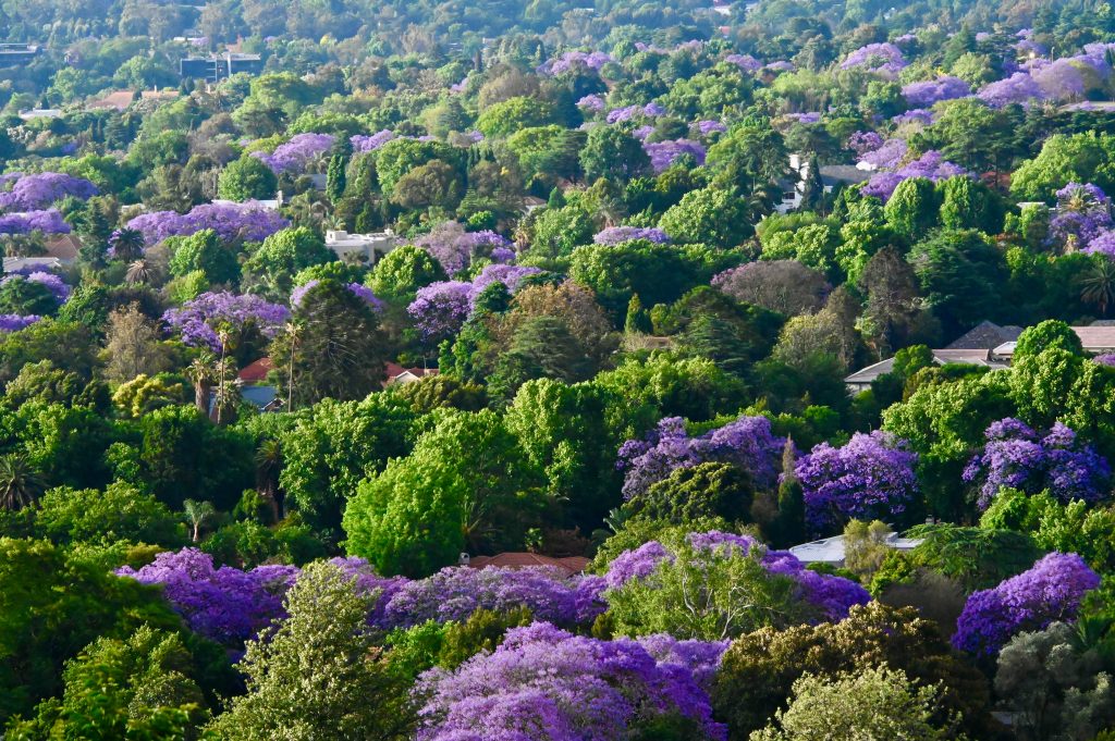 Epic Journeys 2021 Maputo Machangulos Beach Lodge Eswatini von Osten nach Nordwestten Kruger Singita Lebombo Johannesburg Maboneng (12)