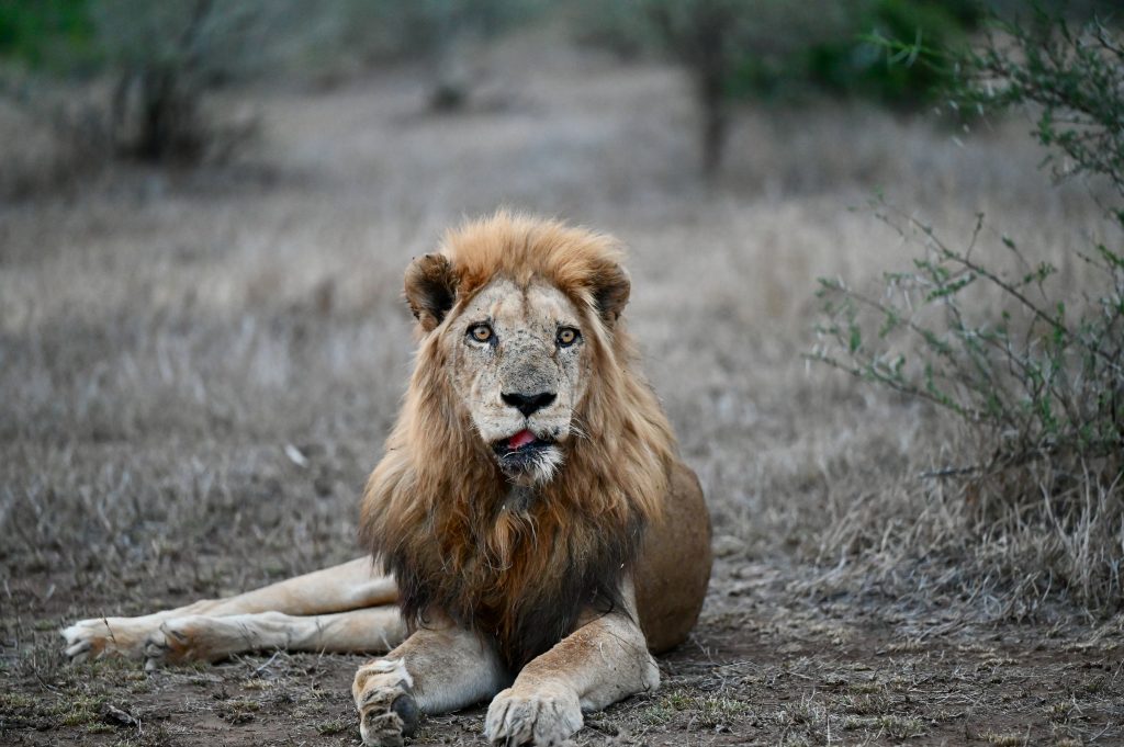 Epic Journeys 2021 Maputo Machangulos Beach Lodge Eswatini von Osten nach Nordwestten Kruger Singita Lebombo Johannesburg Maboneng (17)