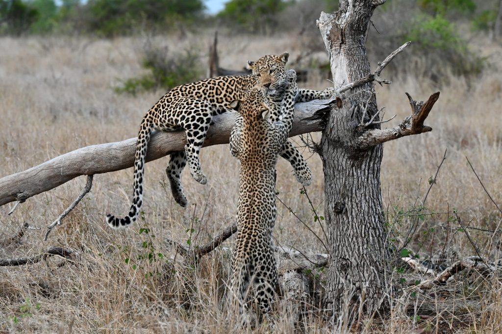Epic Journeys 2021 Maputo Machangulos Beach Lodge Eswatini von Osten nach Nordwestten Kruger Singita Lebombo Johannesburg Maboneng (8)