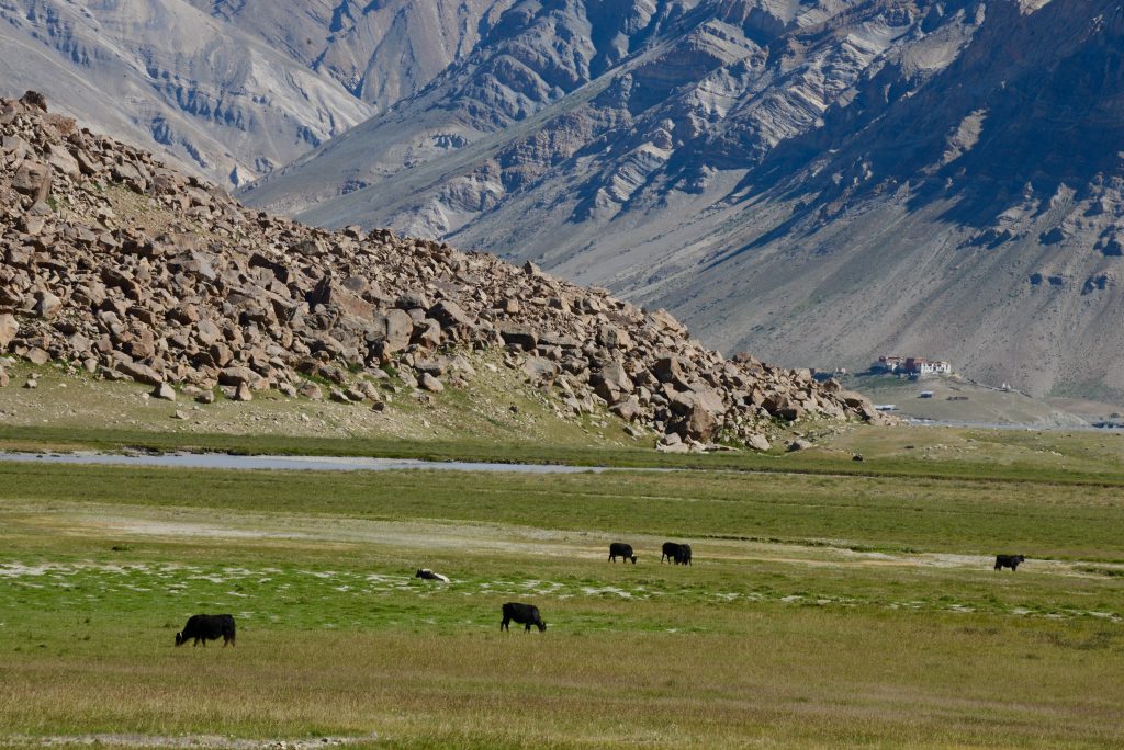 Indien 2016 Ladakh (10)