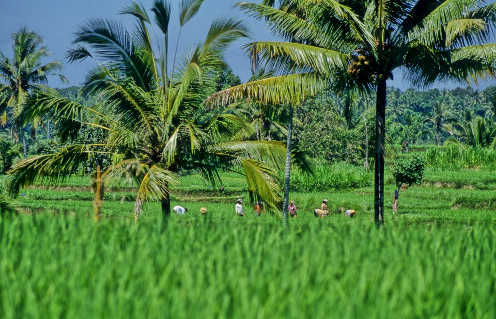 Indonesien 1998 Bali (8)