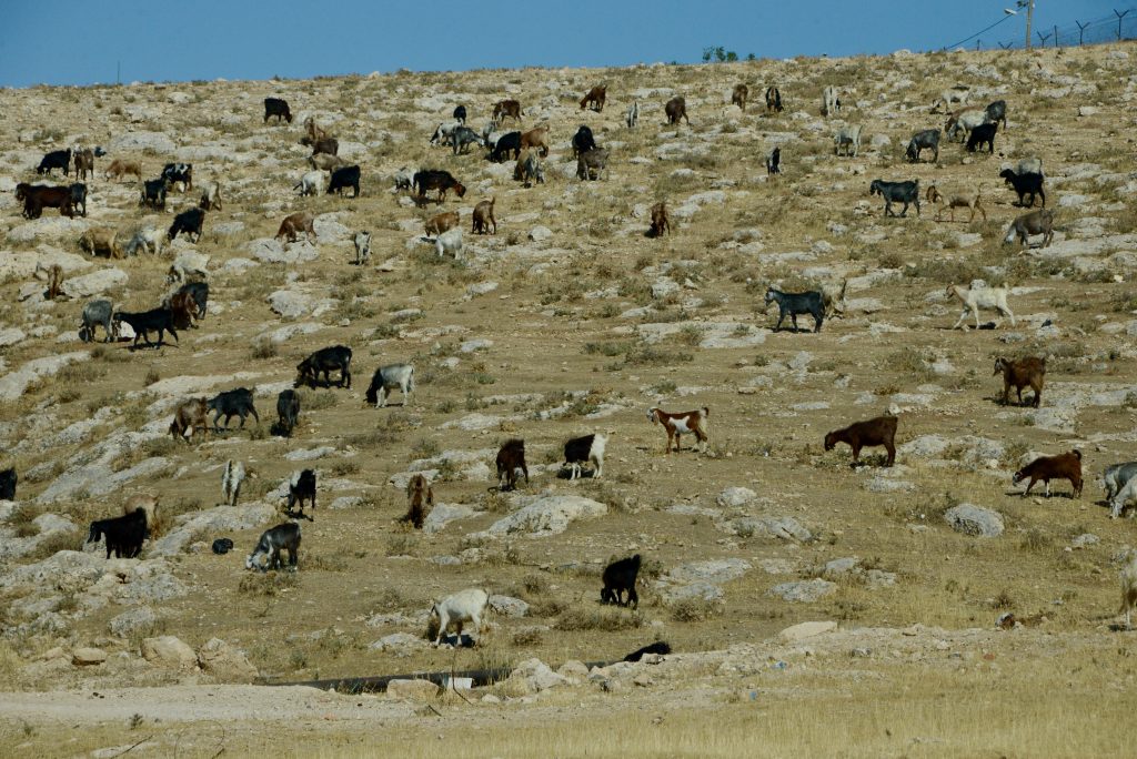 Israel und Palästina 2016 (13)