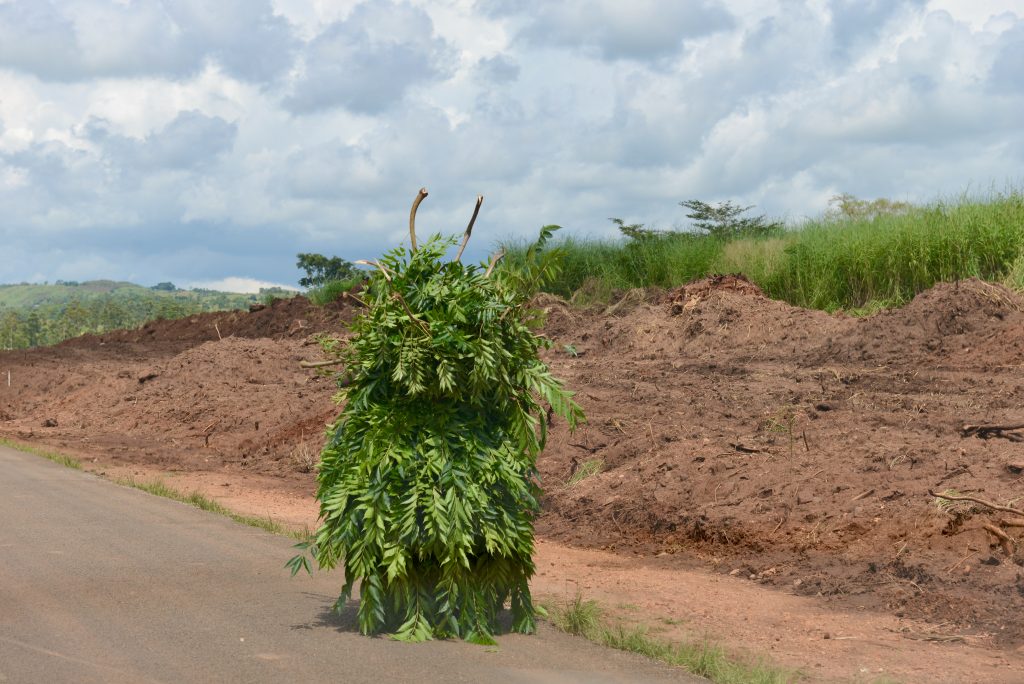 Malawi 2013 (15)