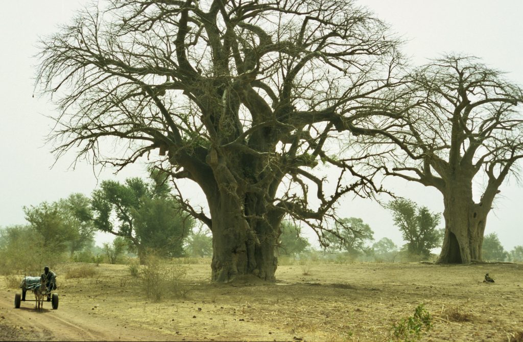 Mali 2006 (1)