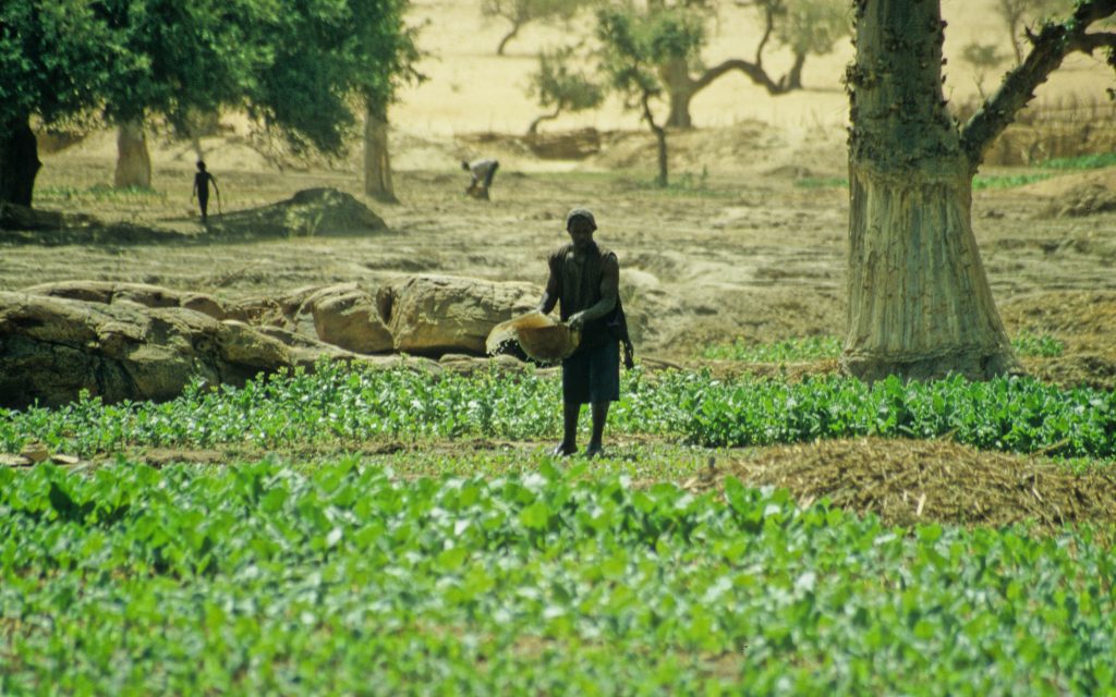 Mali 2006 (65)