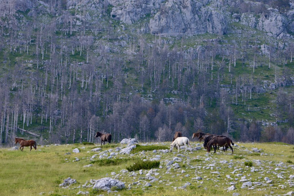Montenegro 2016 (25)