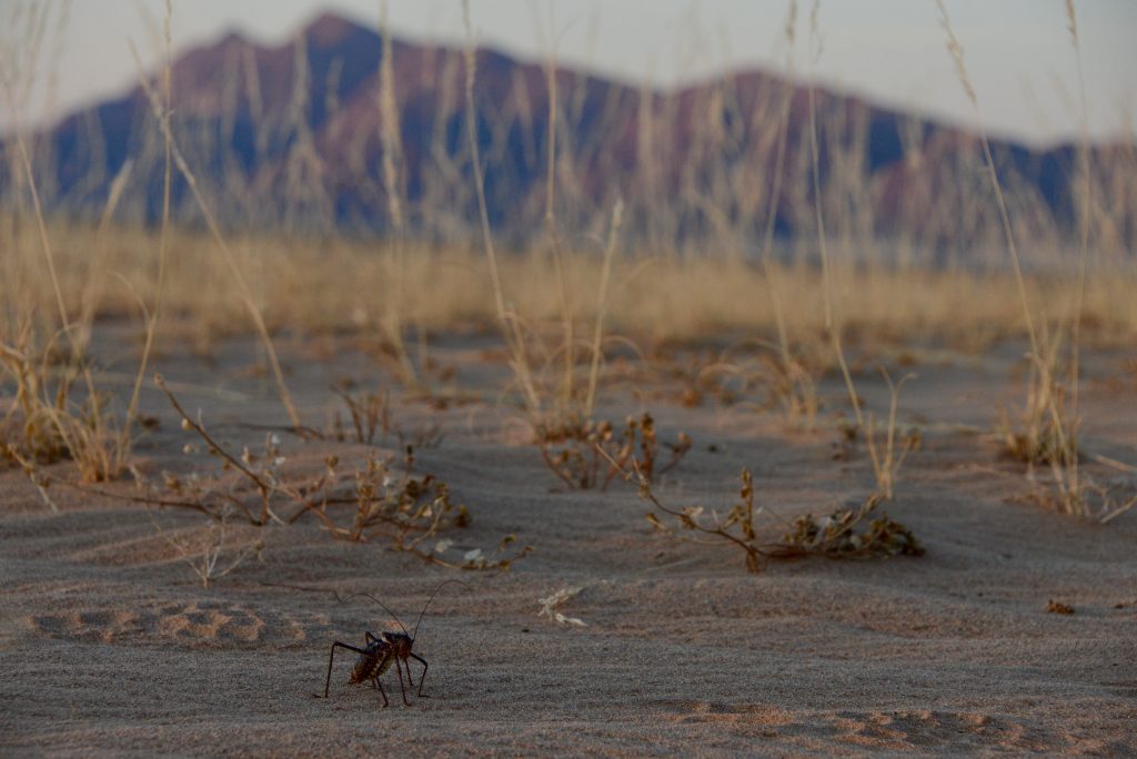 Namibia 2021 (3)