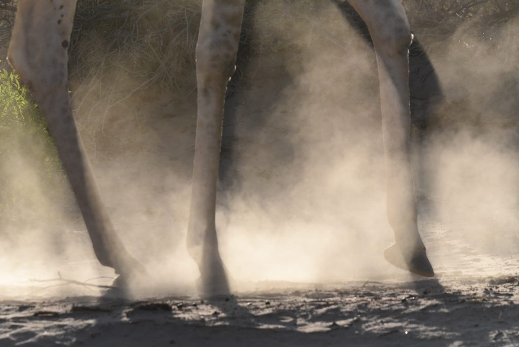 Namibia 2021 (39)