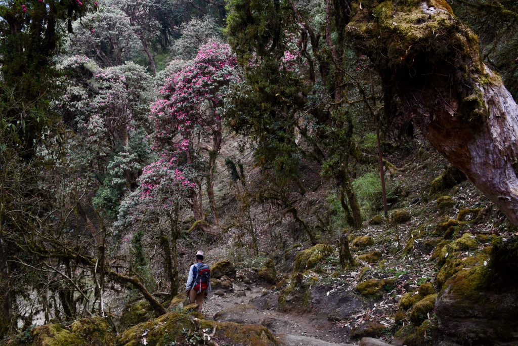 Nepal 2018 (37)