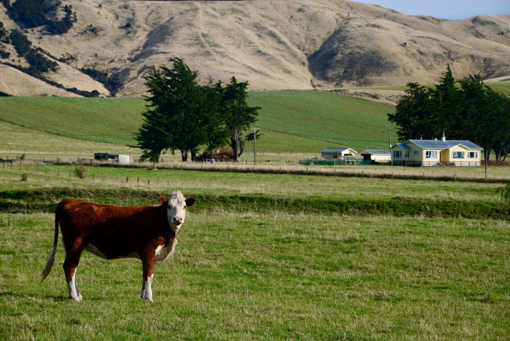 Neuseeland 2017 (15)