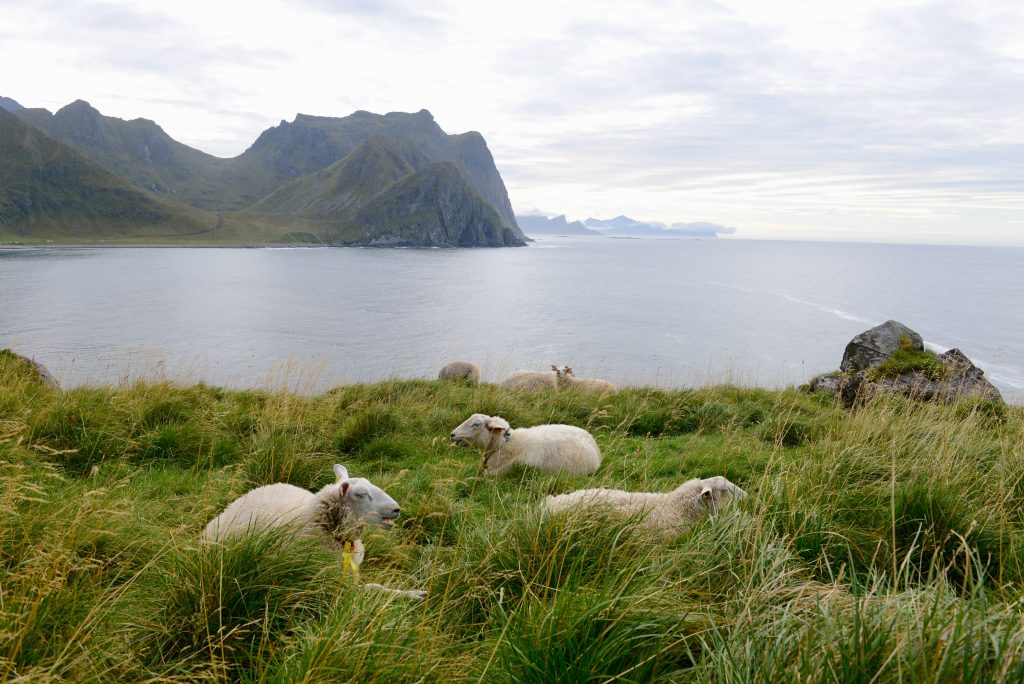 Norwegen 2013 (17)