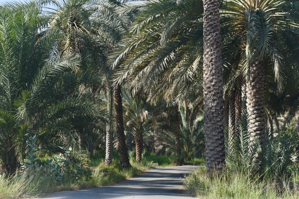 Oman 2017 (15)