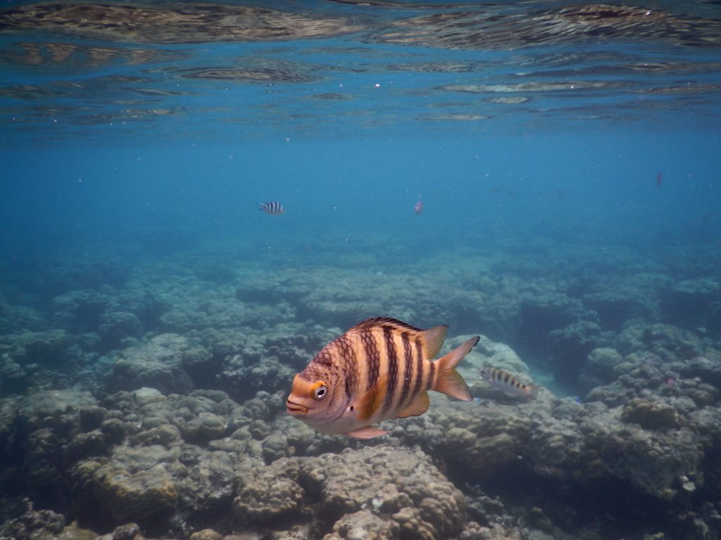 Palau 2017 (4)