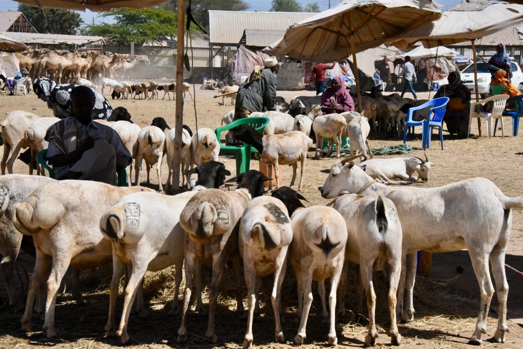 Somalia 2021 Flug NBO Mogadischu Hargeisa Somaliland (12)