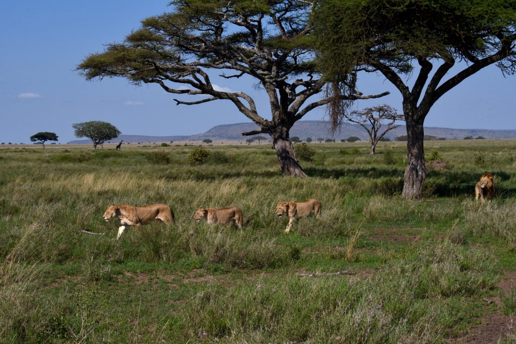 Tansania 2019 Serengeti Gibbs Farm Ngorongoro (4)