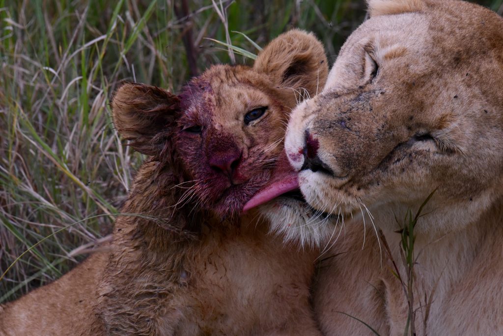 Tansania 2019 Serengeti Gibbs Farm Ngorongoro (5)