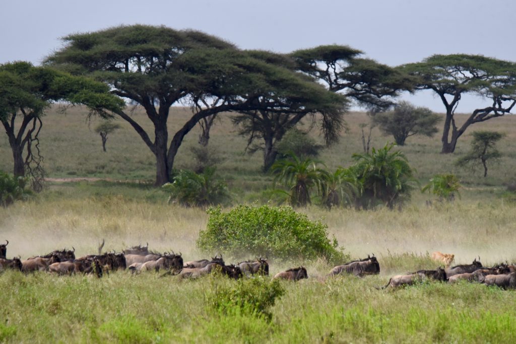 Tansania 2019 Serengeti Gibbs Farm Ngorongoro (6)