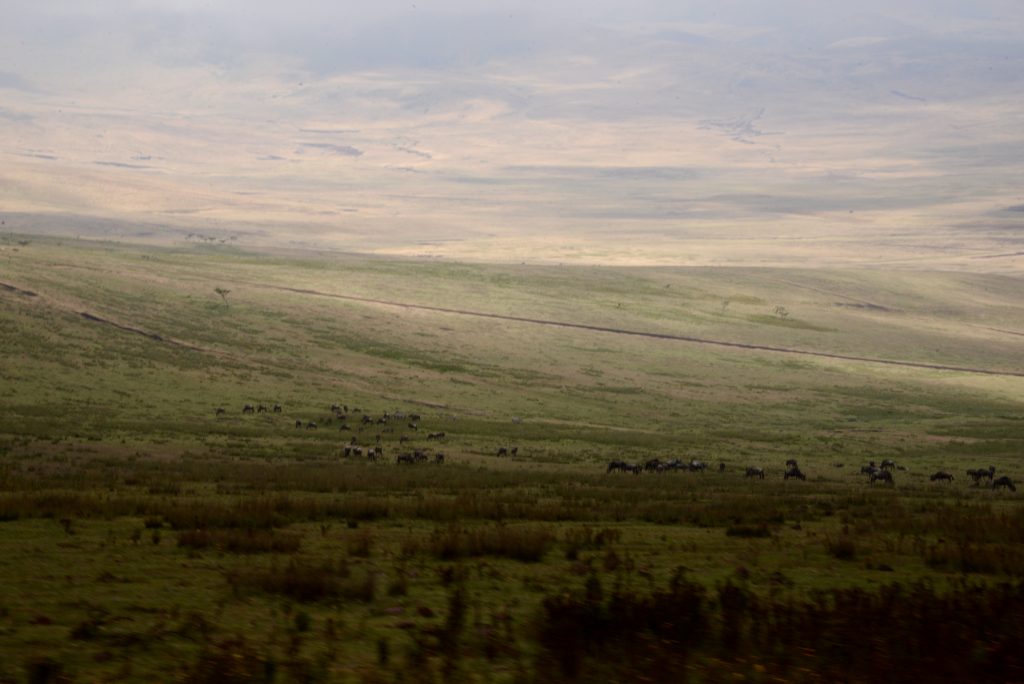 Tansania 2019 Serengeti Gibbs Farm Ngorongoro