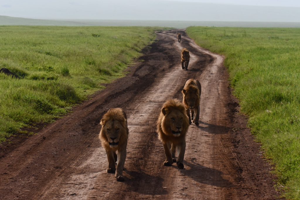 Tansania 2020 Sansibar Ngorongoro Krater (3)