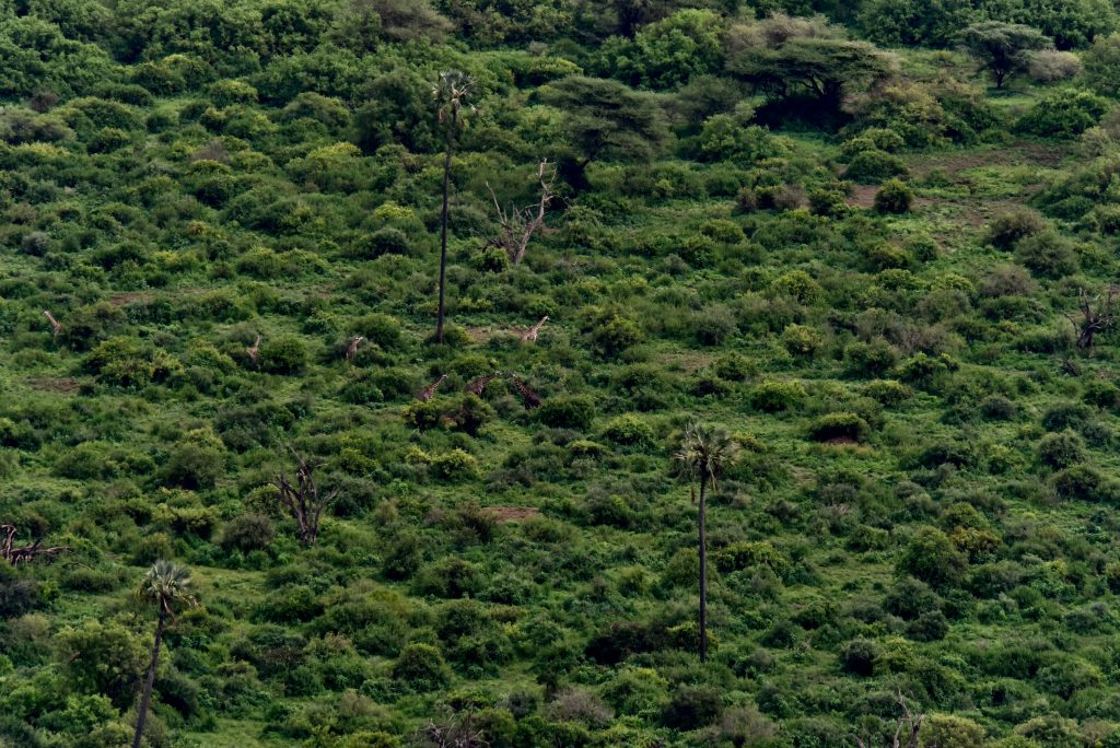 Tansania 2020 Sansibar Ngorongoro Krater