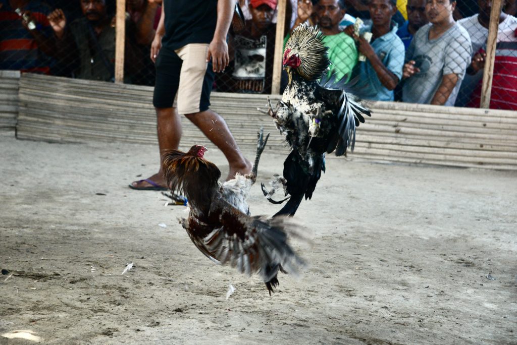 Timor Leste 2017 (13)