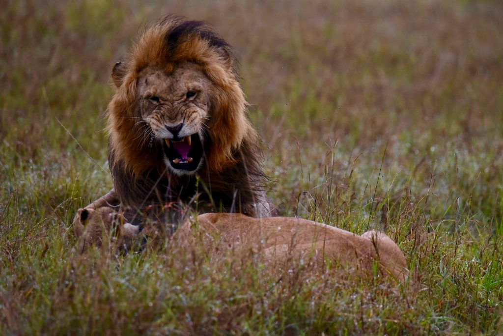 Kenia 2018 2019 Urlaub mit 160 (4)
