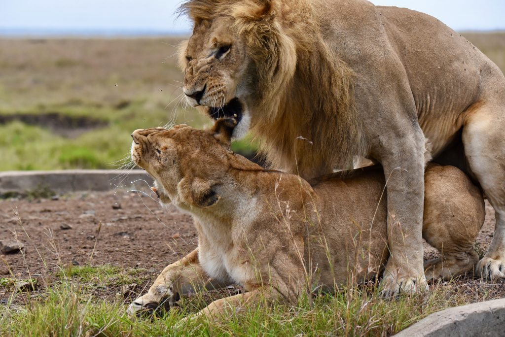Kenia 2018 2019 Urlaub mit 160 (5)