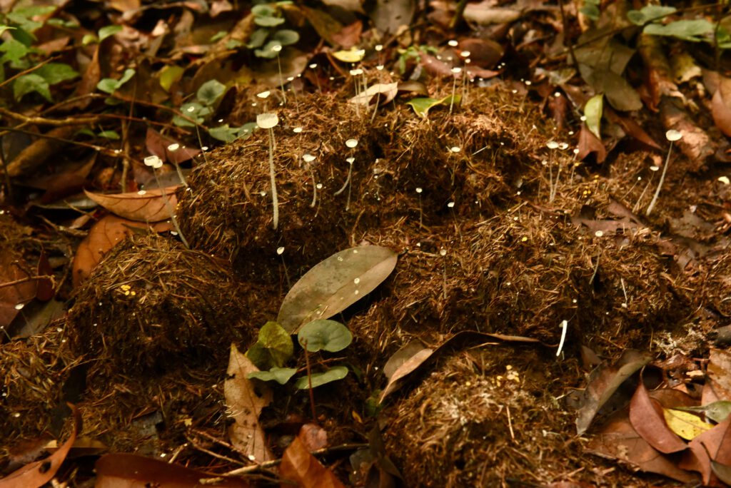 Gabun 2023 Libreville Lambarene Loango Nationalpark Port Gentil Libreville