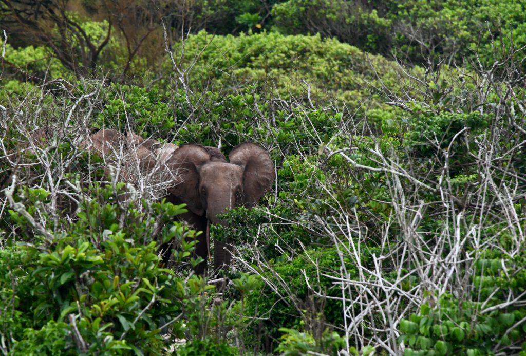 Gabun 2023 Libreville Lambarene Loango Nationalpark Port Gentil Libreville