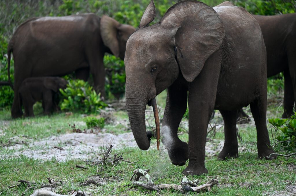Gabun 2023 Libreville Lambarene Loango Nationalpark Port Gentil Libreville