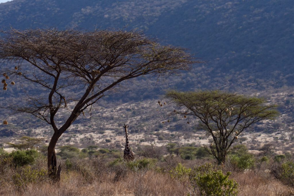 Kenia 2019 Luxus in Meru Samburu Laikipia
