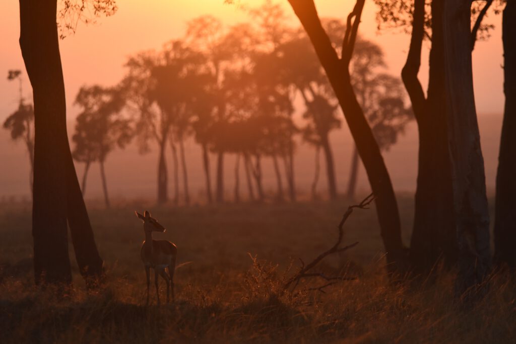Kenia 2020 Corona Curfew I bis Aug 9 Corona Runda Grove Retreat 293 / NBO Nationalpark / Cyrus Kabiru Brillenkünstler / KK / Masai Mara Siria & Governors / Giraffe Manor / Mount Susswa Camping