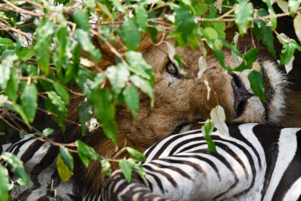 Kenia 2020 Corona Curfew I bis Aug 9 Corona Runda Grove Retreat 293 / NBO Nationalpark / Cyrus Kabiru Brillenkünstler / KK / Masai Mara Siria & Governors / Giraffe Manor / Mount Susswa Camping