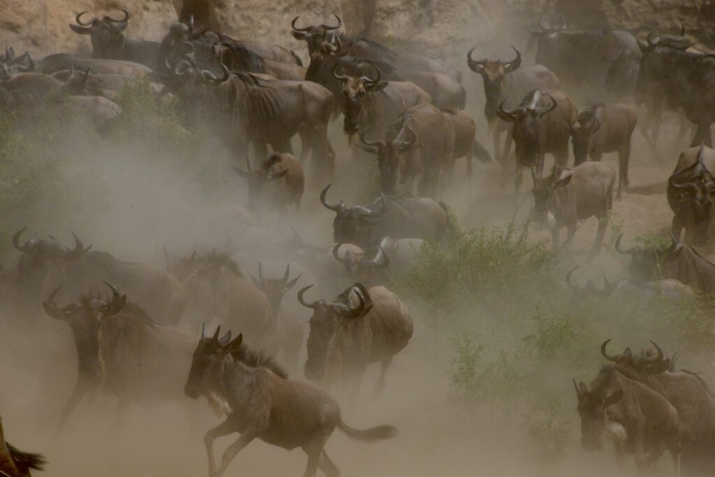 Kenia 2020 Corona Curfew I bis Aug 9 Corona Runda Grove Retreat 293 / NBO Nationalpark / Cyrus Kabiru Brillenkünstler / KK / Masai Mara Siria & Governors / Giraffe Manor / Mount Susswa Camping