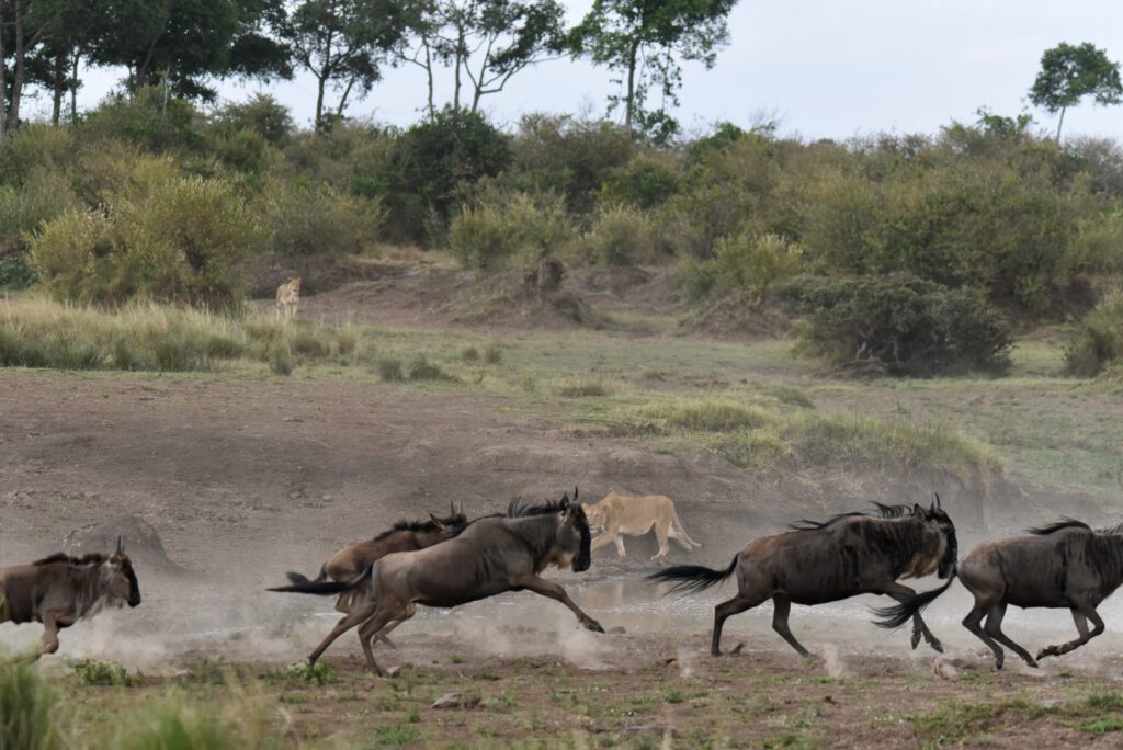 Kenia 2020 Corona Curfew II ab Aug 10 bis Aug 26 Masai Mara Serena / Invitro Northern White Rhino Ol Pejeta / Masai Mara Siria Flying Safari