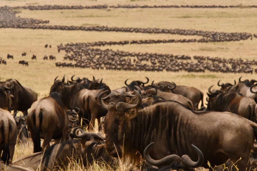 Kenia 2021 Lamu, Mara und Nationalmuseumslager mit Kleiner Hexe