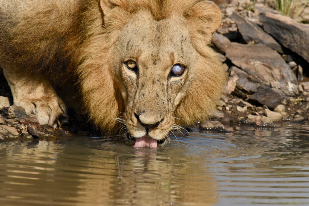 Kenia 2021 Nairobi Nationalpark mit einäugigemm Löwen